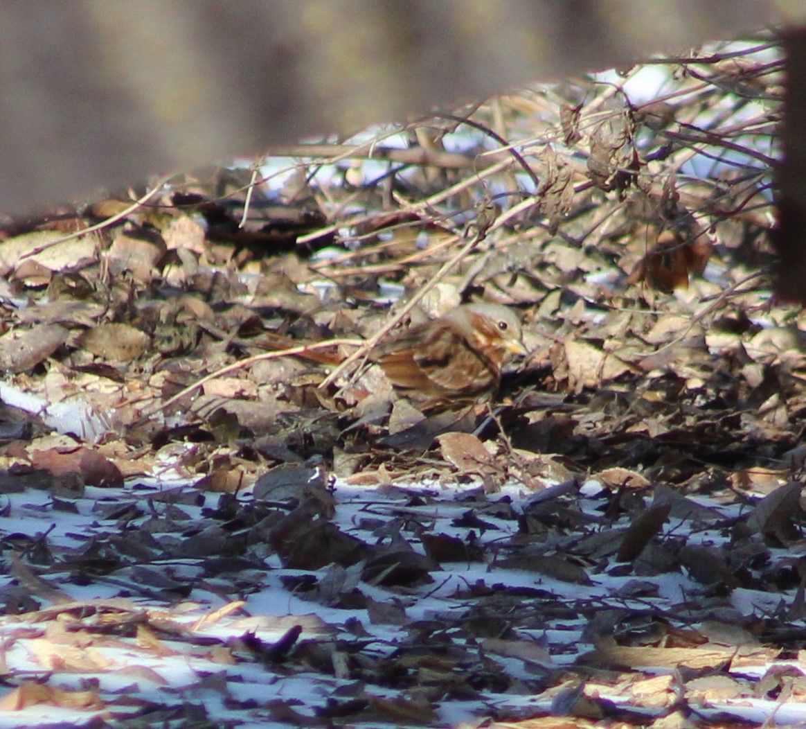 Fox Sparrow - ML516552311