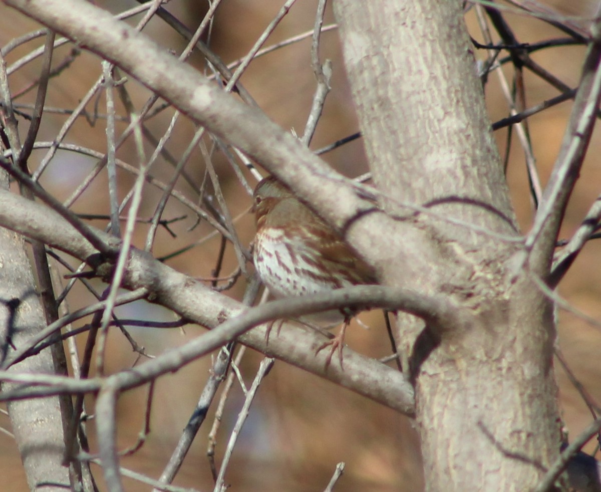 Fox Sparrow - ML516552371