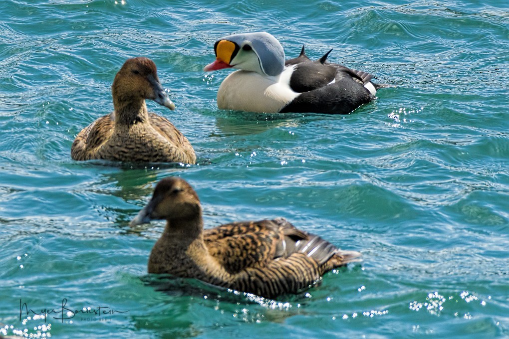 King Eider - Myer Bornstein