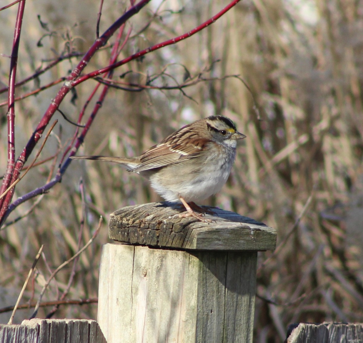 White-throated Sparrow - ML516552471