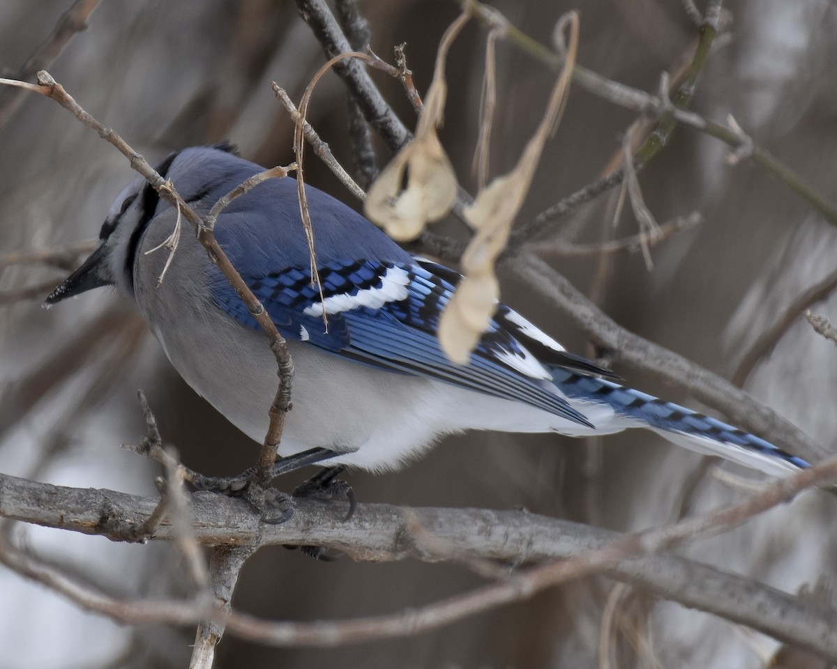 Blue Jay - ML516553301