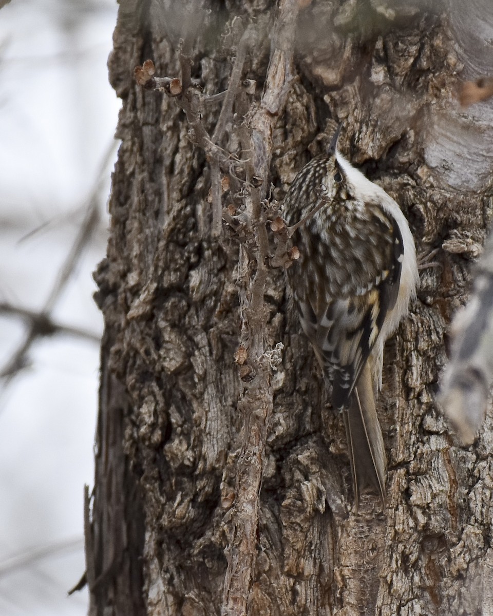 Brown Creeper - ML516553331