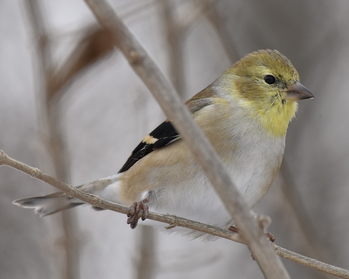 American Goldfinch - ML516553351