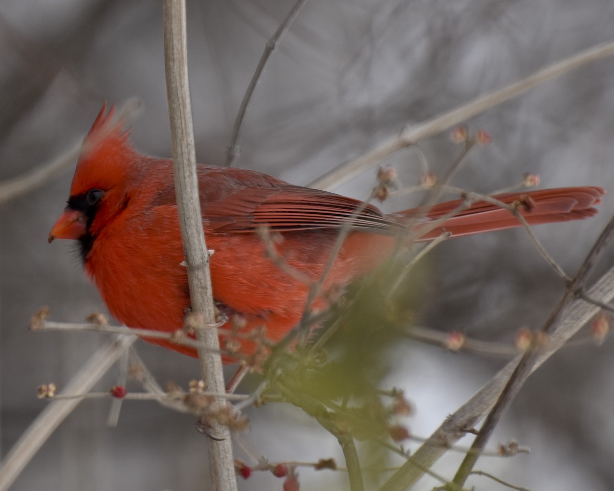 Cardinal rouge - ML516553371