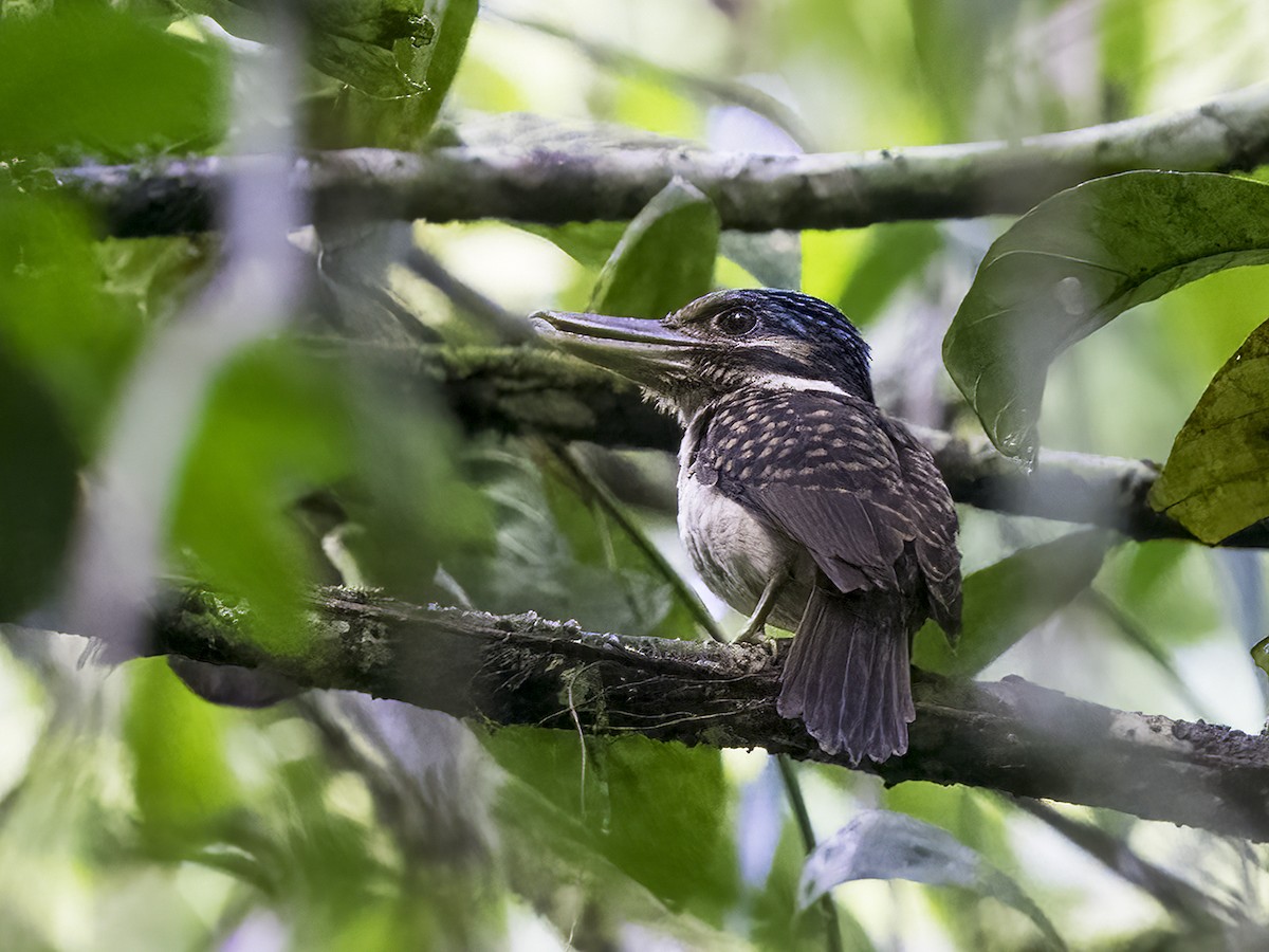 Hook-billed Kingfisher - ML516553871