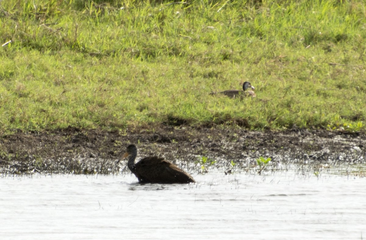 Limpkin - Eduardo Vieira 17