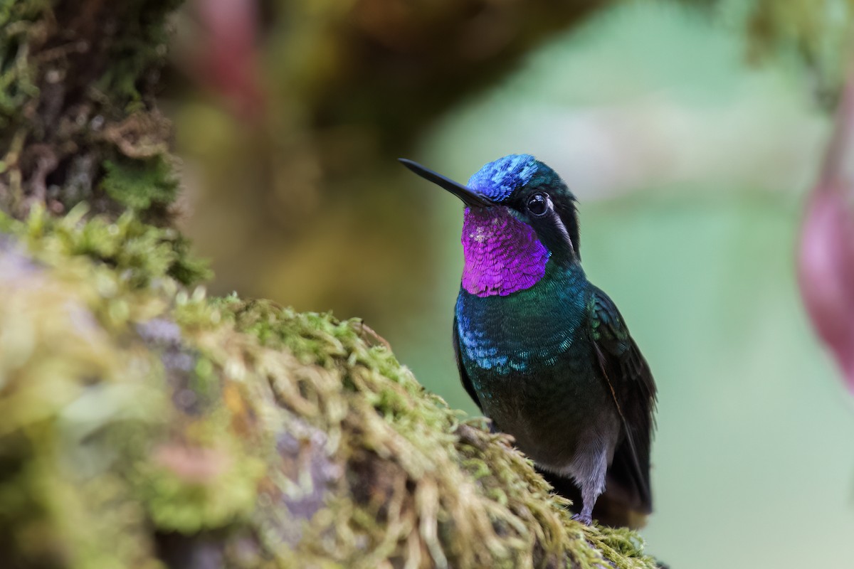 Purple-throated Mountain-gem - ML516554901