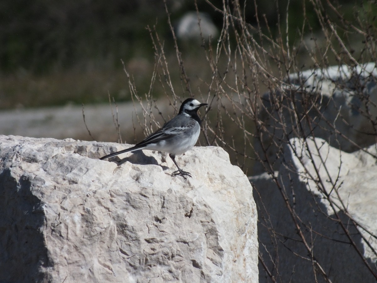 White Wagtail - ML51655491