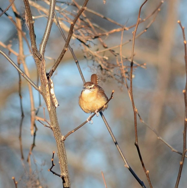 Carolina Wren - ML516555861