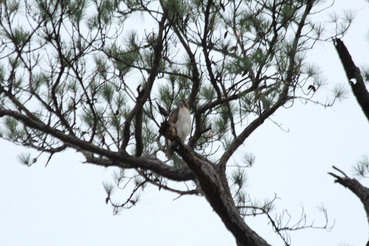 Red-tailed Hawk - ML516556101