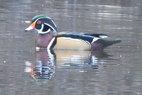 Wood Duck - ML516556701