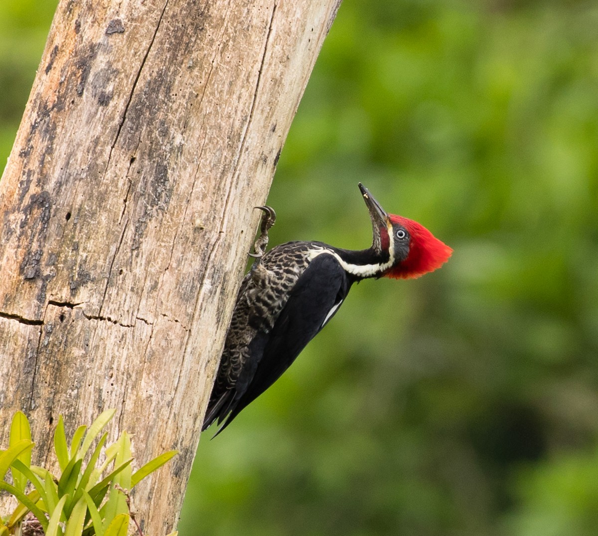 Lineated Woodpecker - Brandon Best