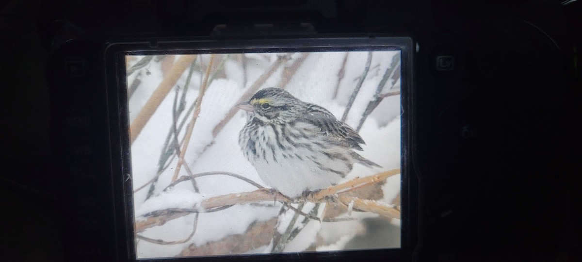 Savannah Sparrow - Gregor Beck