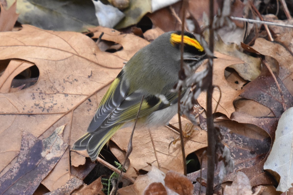 Golden-crowned Kinglet - ML516559991