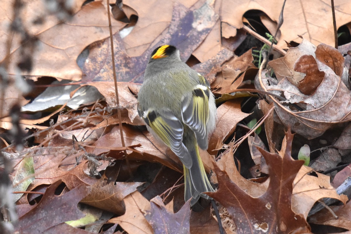 Golden-crowned Kinglet - ML516560121