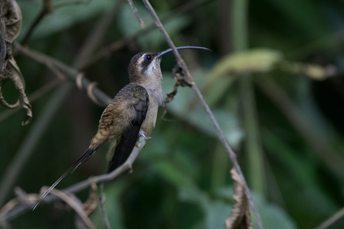 Phaethornis sp. - ML516561891