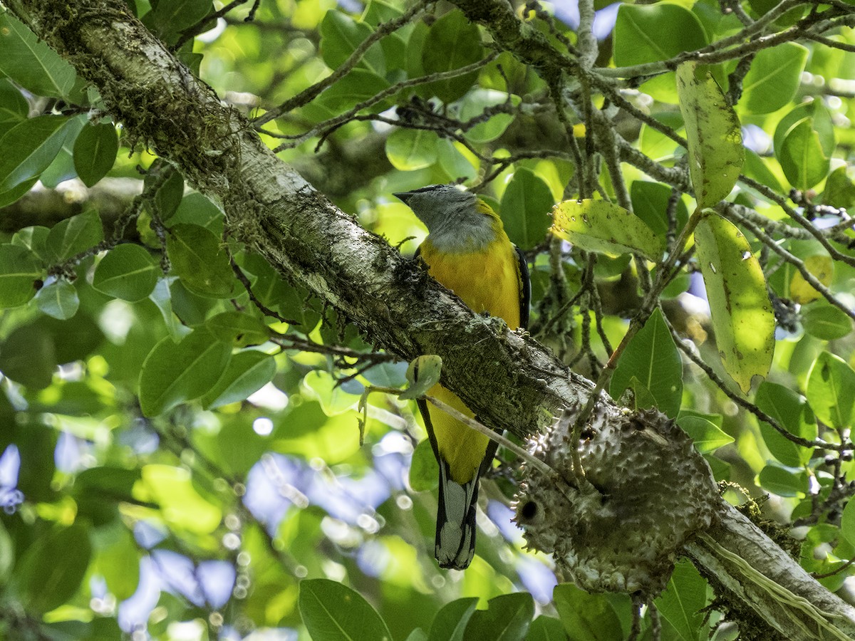 Golden Cuckooshrike - David and Kathy Cook