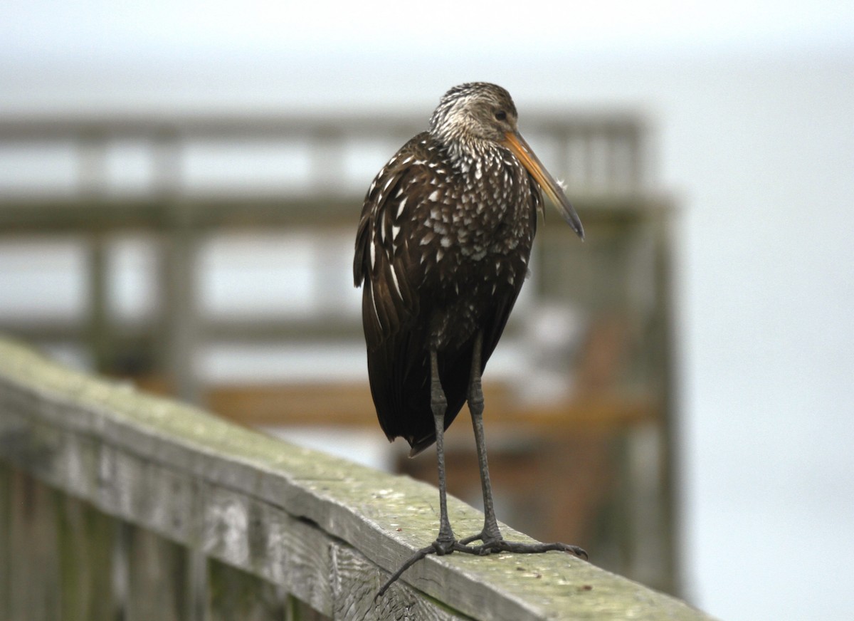 Limpkin - ML516562911