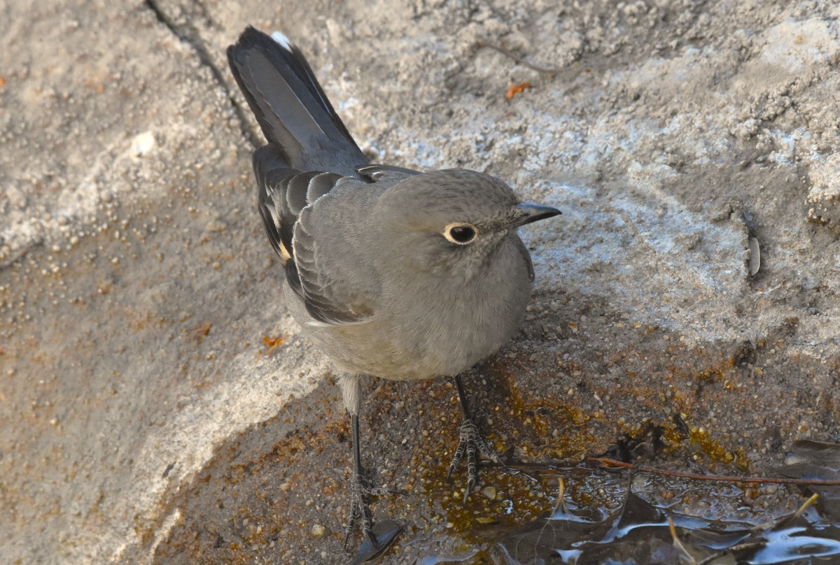 Townsend's Solitaire - ML516562961