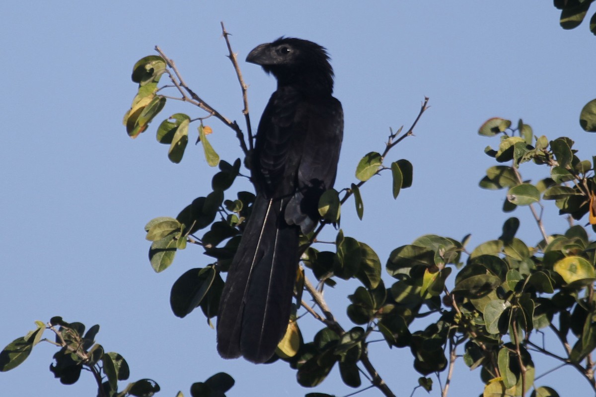 Groove-billed Ani - ML516563471