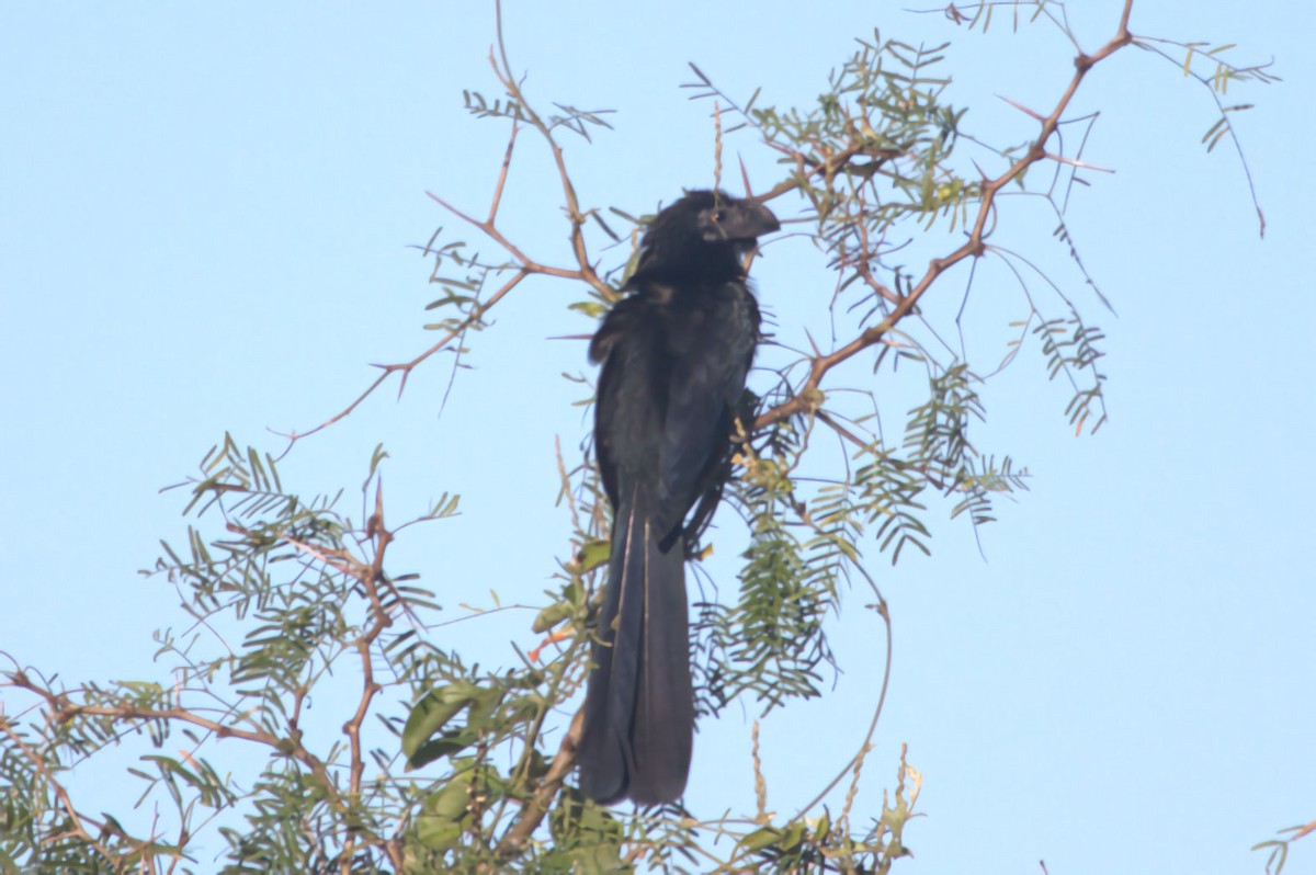 Groove-billed Ani - ML516563491