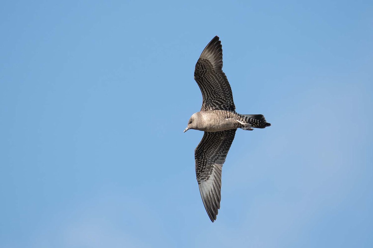 Long-tailed Jaeger - ML516564281