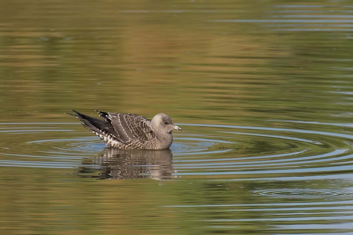 Long-tailed Jaeger - ML516564301