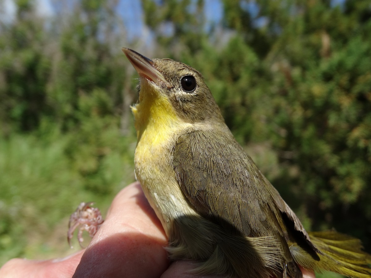 Common Yellowthroat - ML51656481