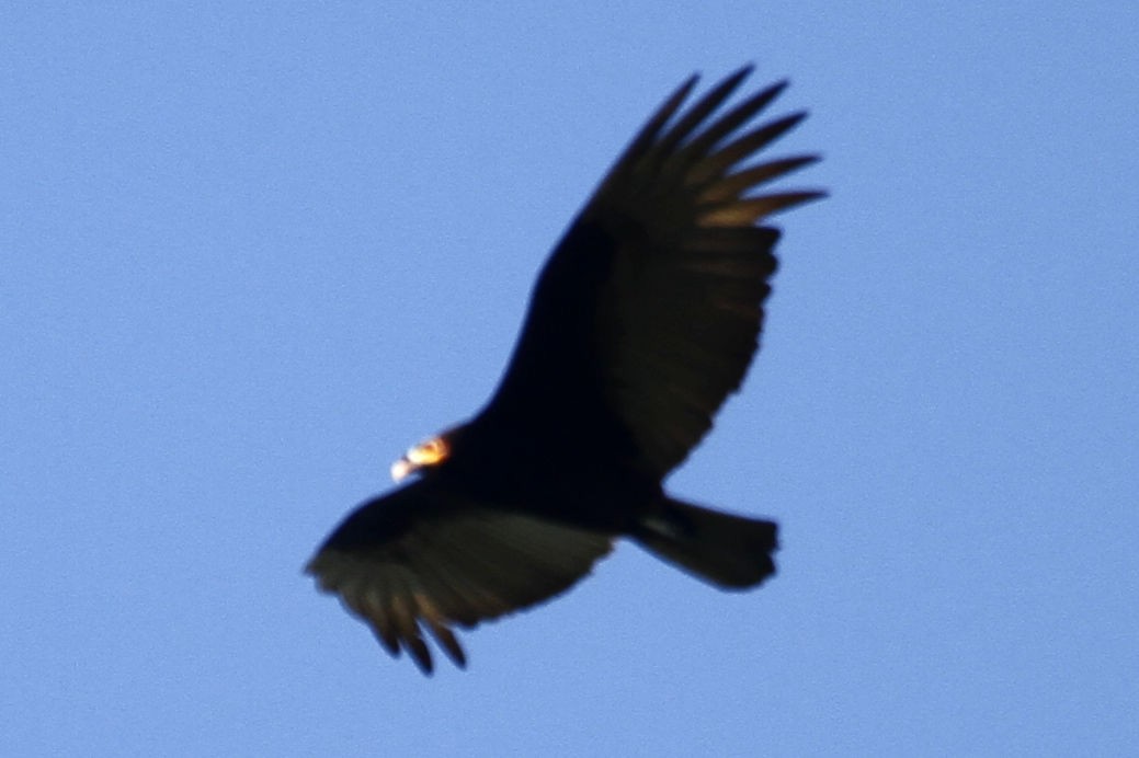 Lesser Yellow-headed Vulture - ML516565821