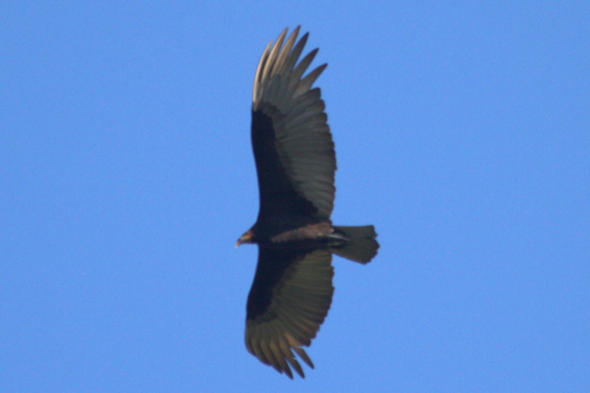 Lesser Yellow-headed Vulture - ML516565831