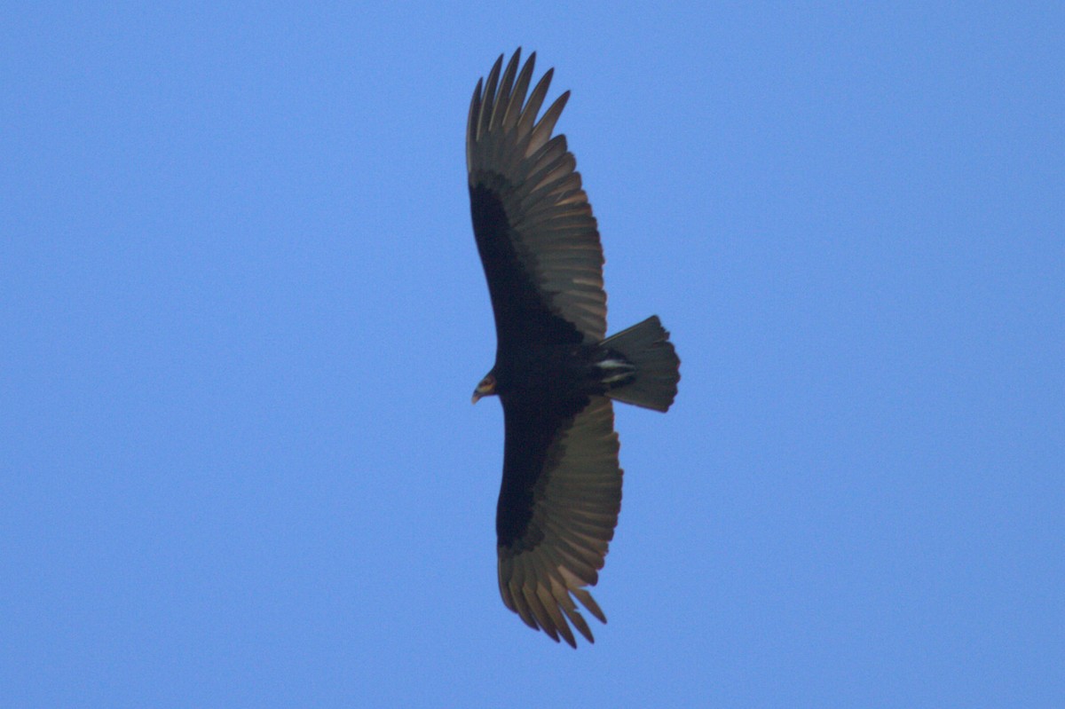 Lesser Yellow-headed Vulture - ML516565841