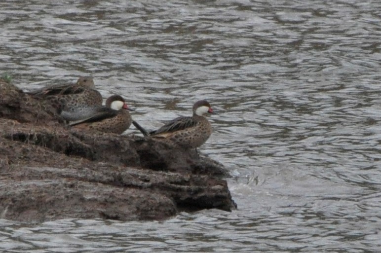 White-cheeked Pintail - ML516565861