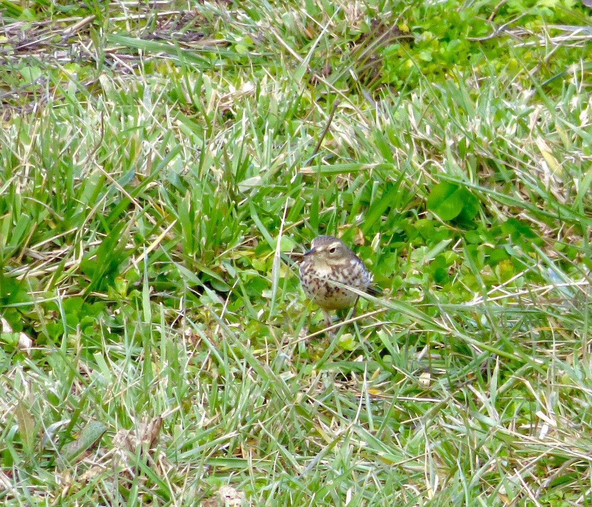 American Pipit - ML51656991