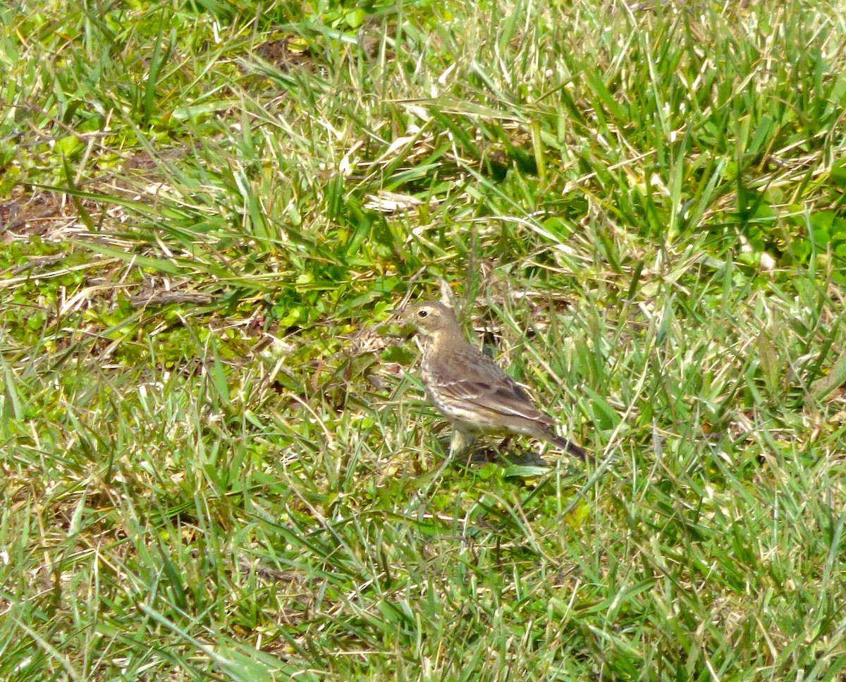 American Pipit - ML51657111