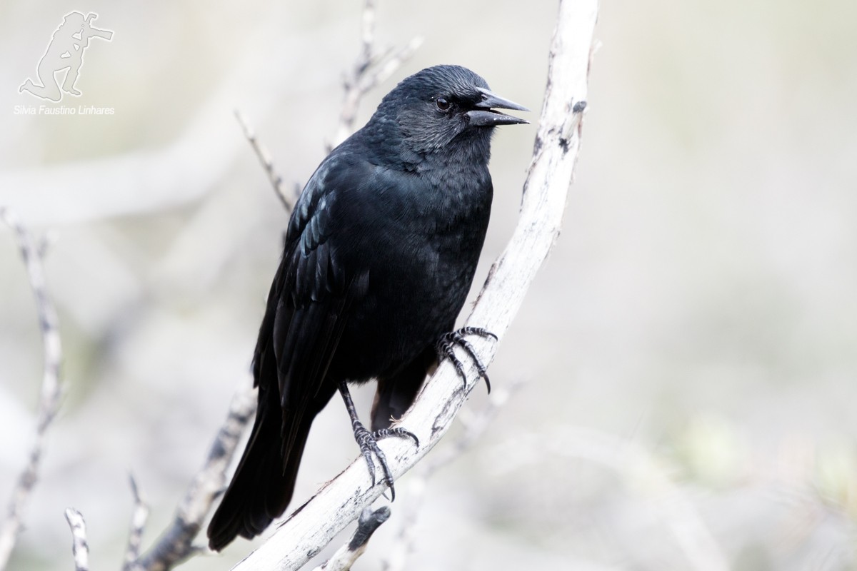 Austral Blackbird - ML51657171