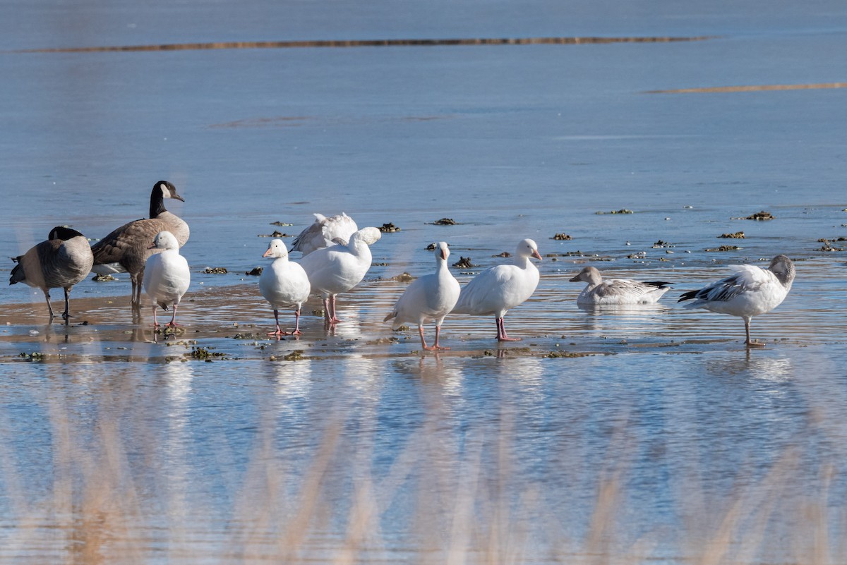 Snow Goose - ML516572301