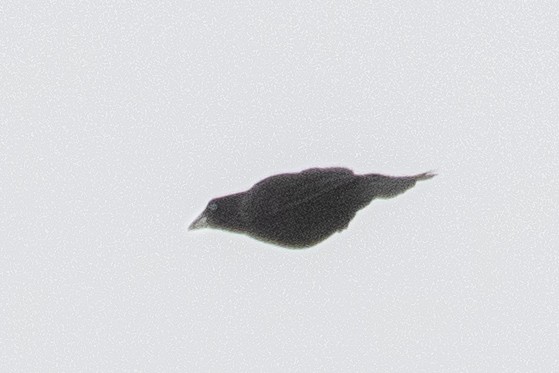 Ecuadorian Cacique - ML516572371
