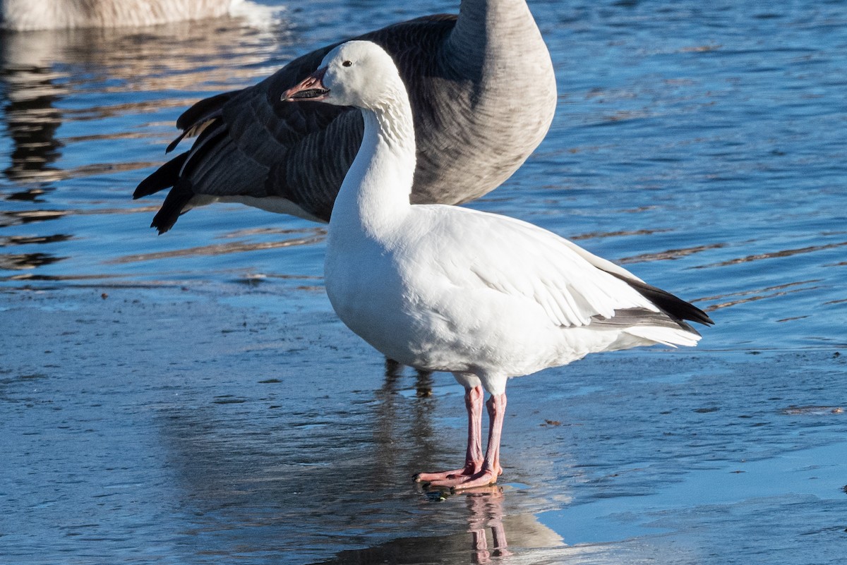 Snow Goose - ML516572521