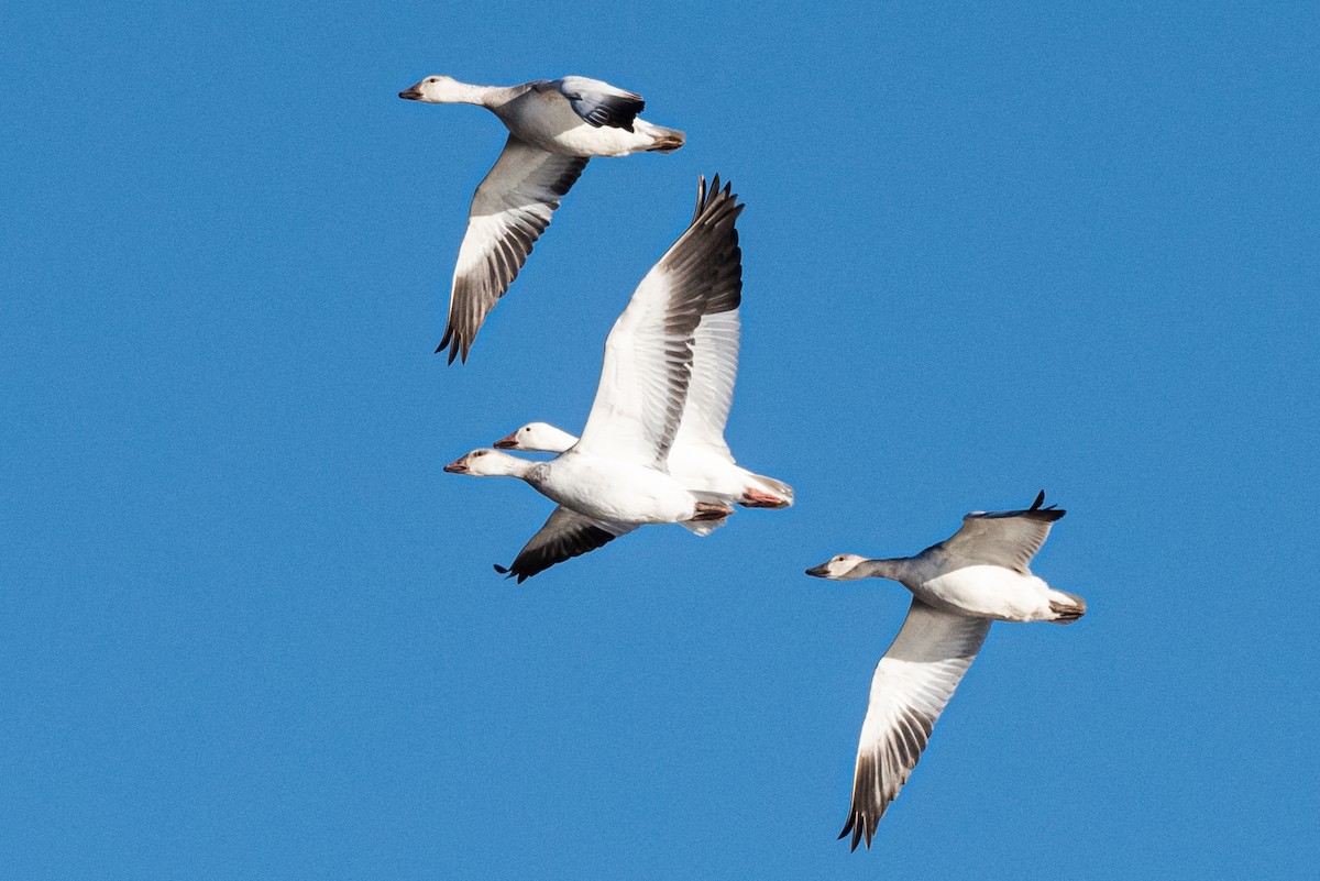 Snow Goose - ML516573101