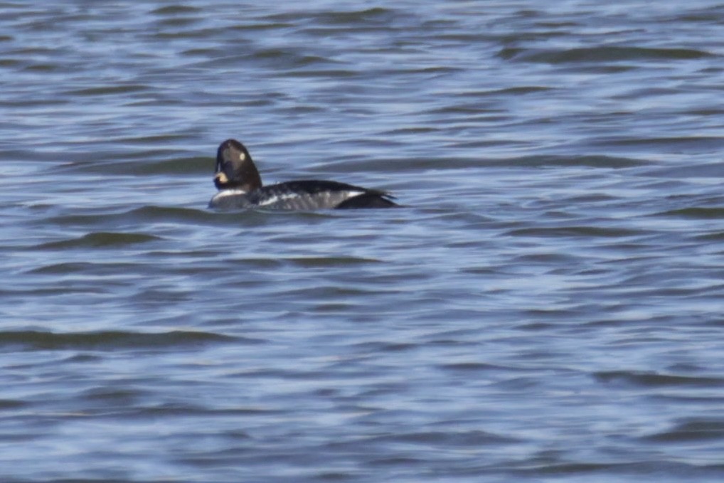 Common Goldeneye - ML516573861