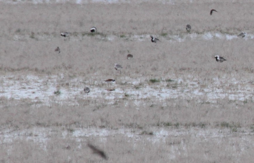 Ruddy Turnstone - ML516574681