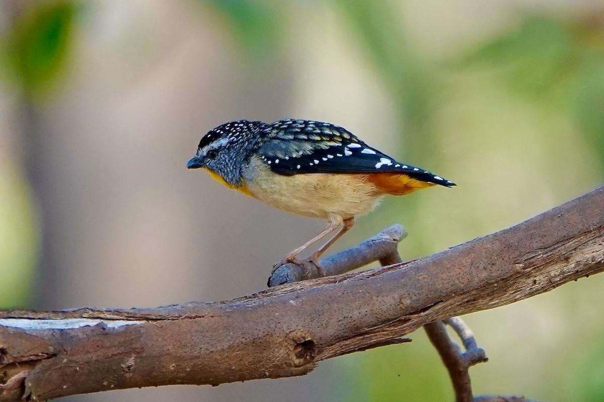 Spotted Pardalote - ML516574711