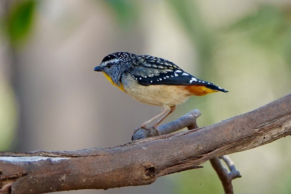 Spotted Pardalote - ML516574721