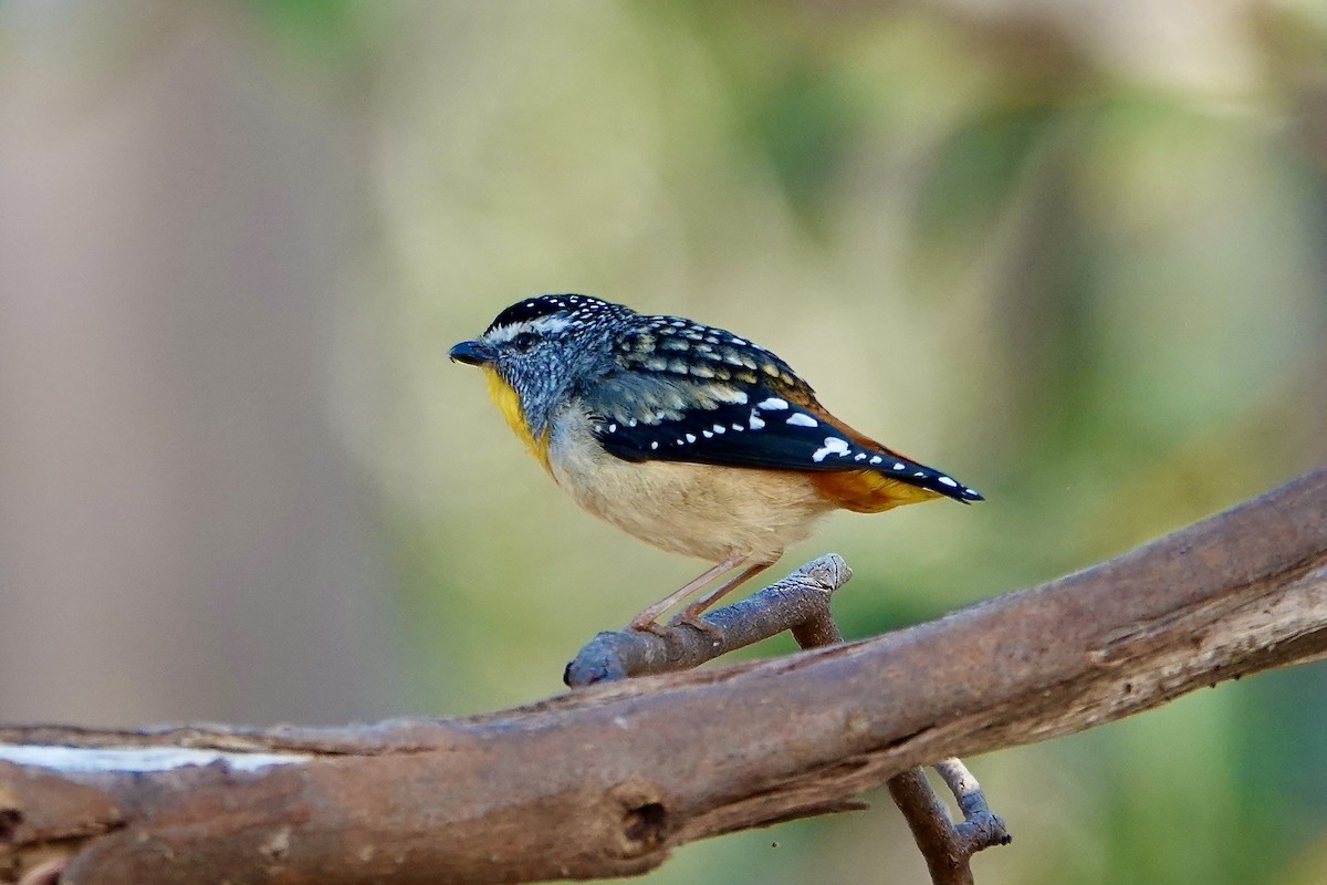 Spotted Pardalote - ML516574731