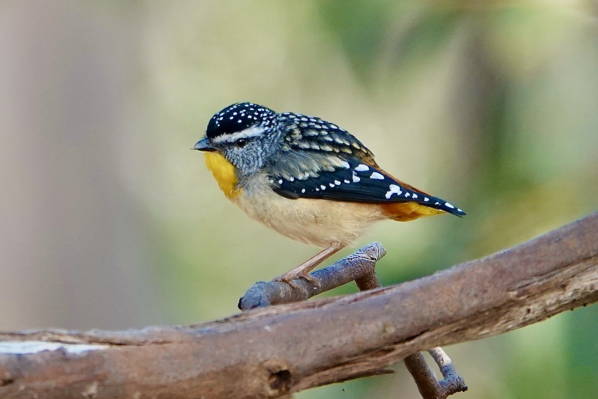 Spotted Pardalote - John Beckworth