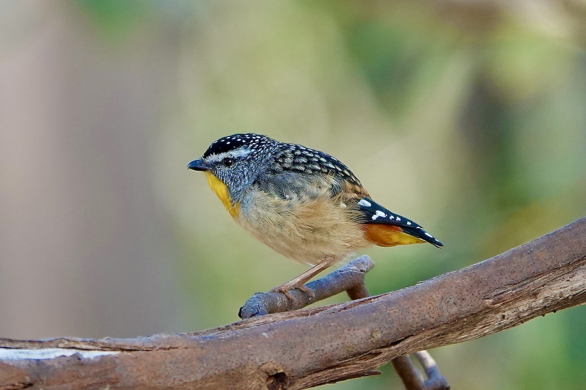 Spotted Pardalote - ML516574761