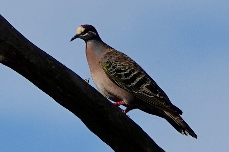 Common Bronzewing - John Beckworth