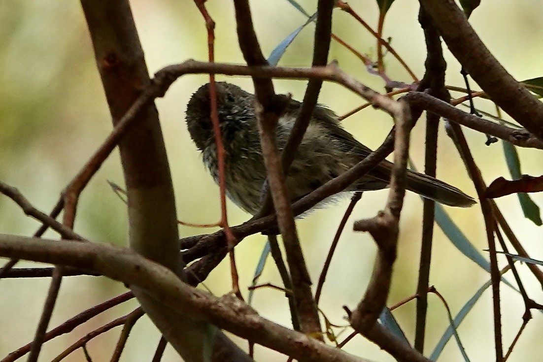 Brown Thornbill - ML516575141