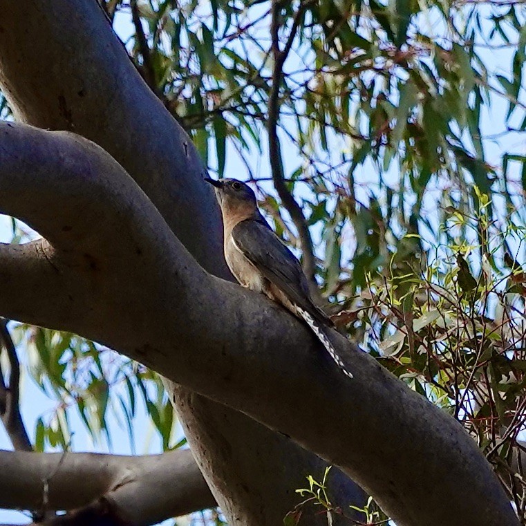 Fan-tailed Cuckoo - John Beckworth