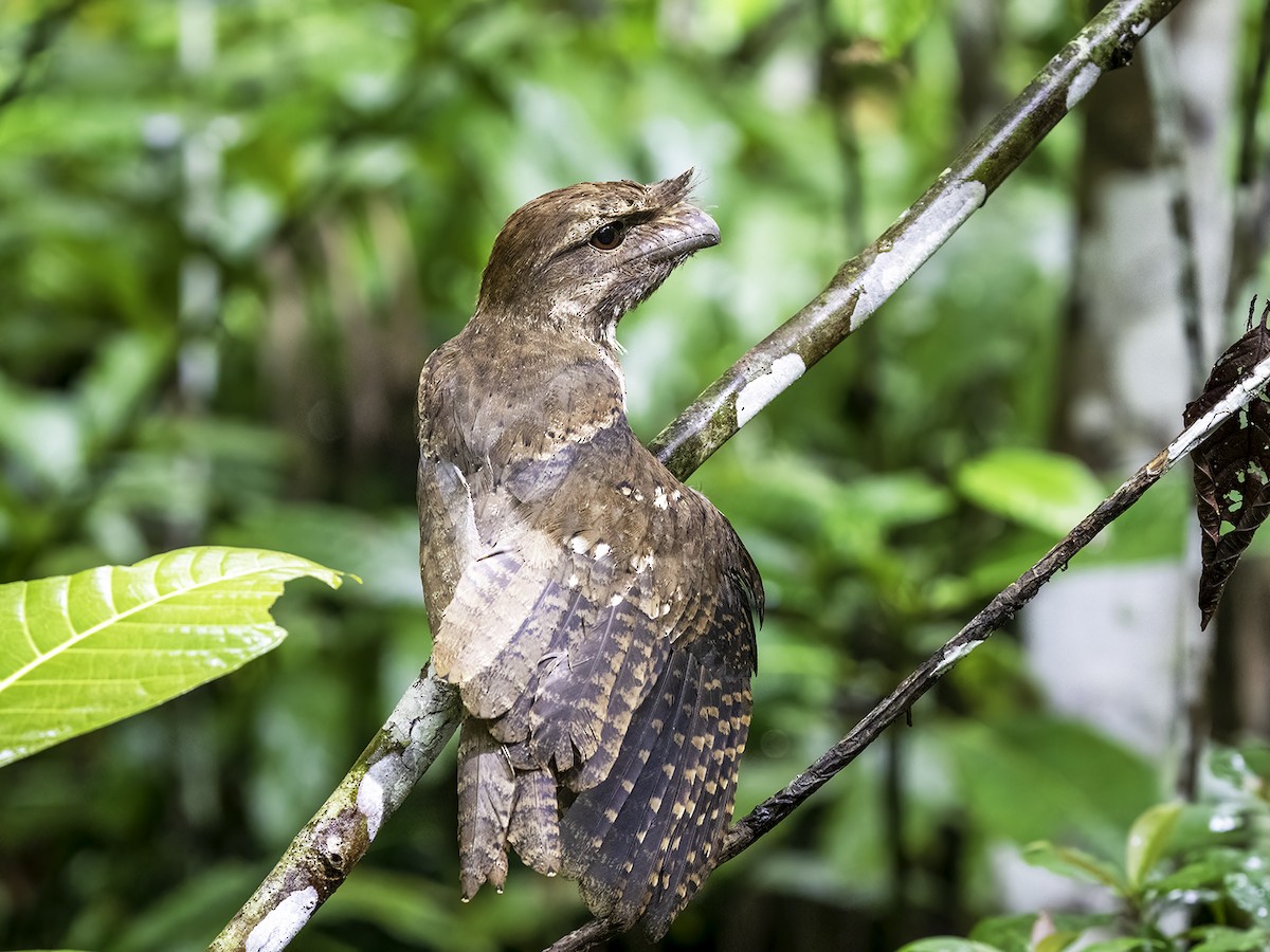 Marbled Frogmouth - ML516576481